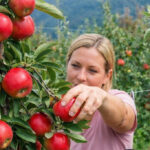 mela fragola albero